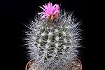 Neoporteria sp. D . 9 € 28.00